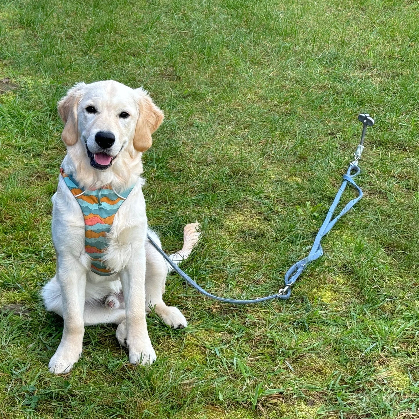 PetPeg 2.0 • Single part (HP63) • Stainless steel ground anchor with shock absorber for pets up to 45 kg
