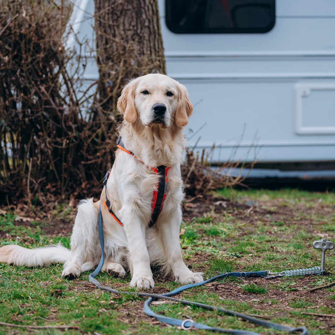 PetPeg 2.0 • Single part (HP63) • Stainless steel ground anchor with shock absorber for pets up to 45 kg