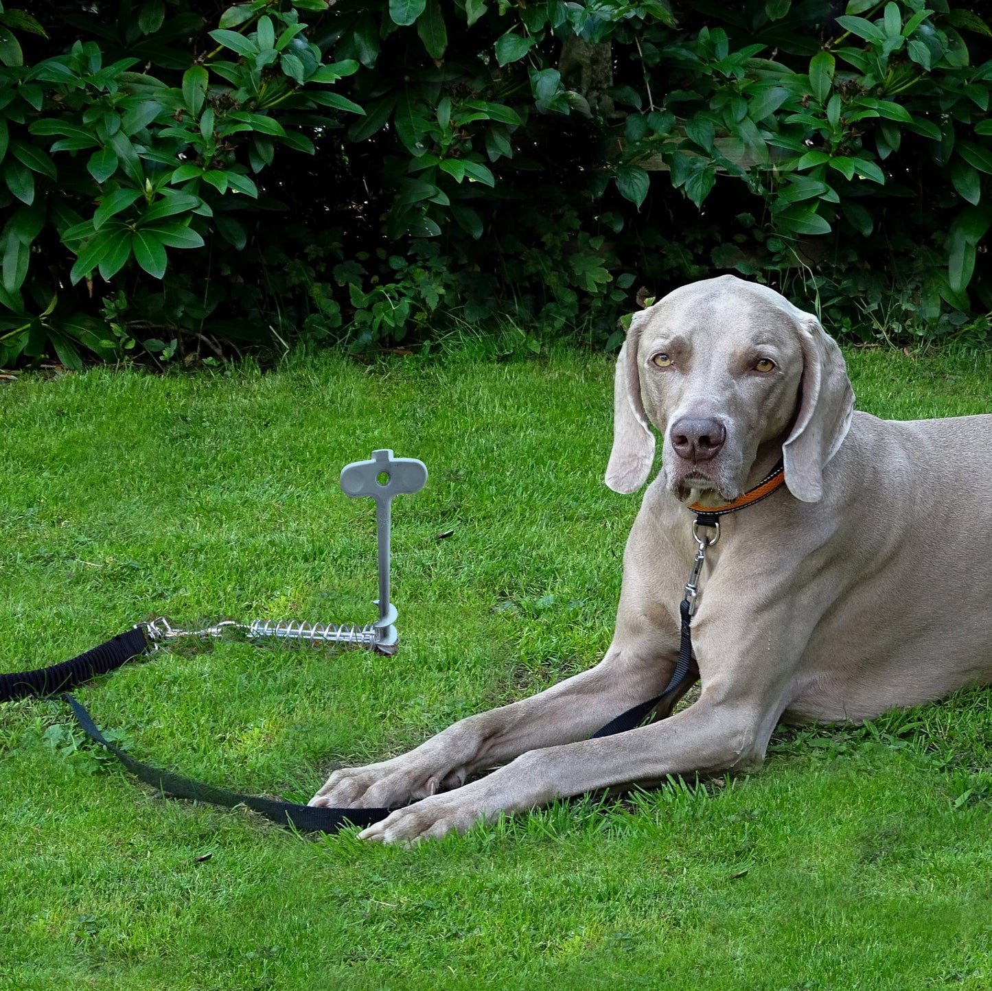 PetPeg 2.0 • Single part (HP63) • Stainless steel ground anchor with shock absorber for pets up to 45 kg