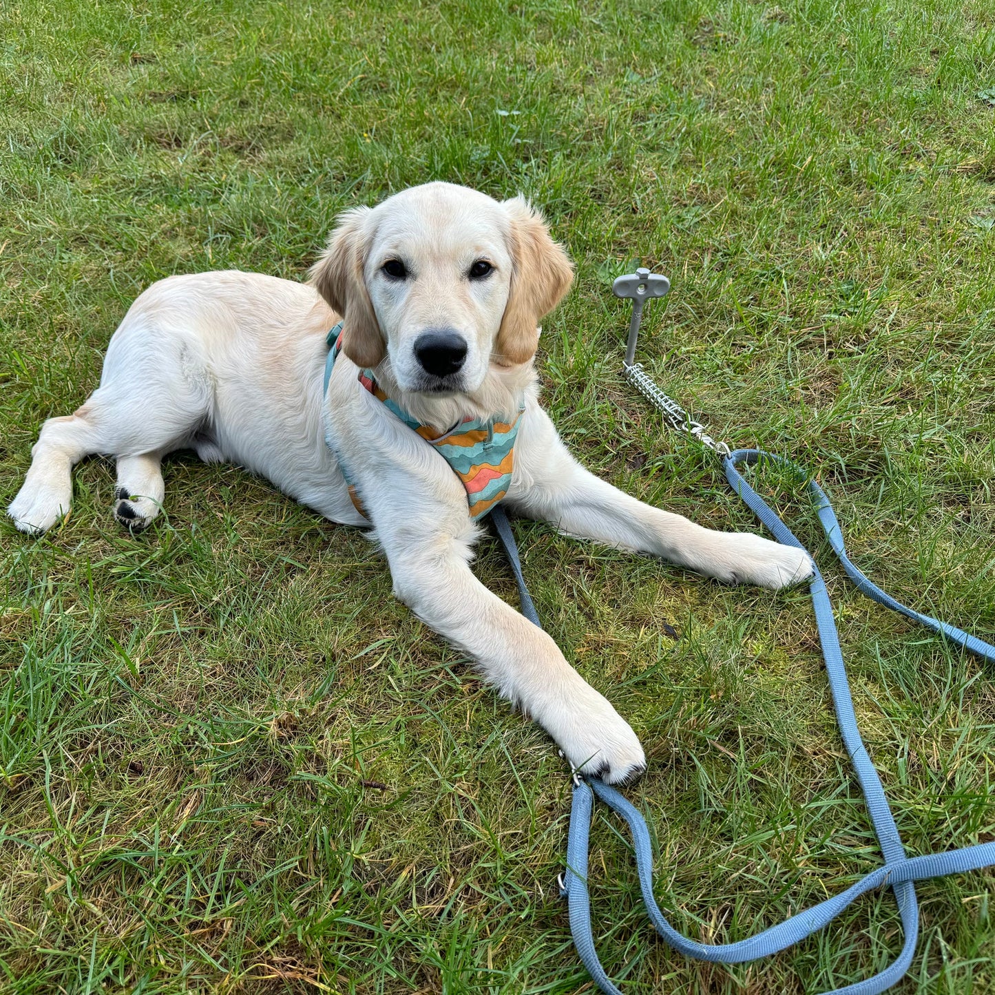 PetPeg 2.0 • Single part (HP63) • Stainless steel ground anchor with shock absorber for pets up to 45 kg