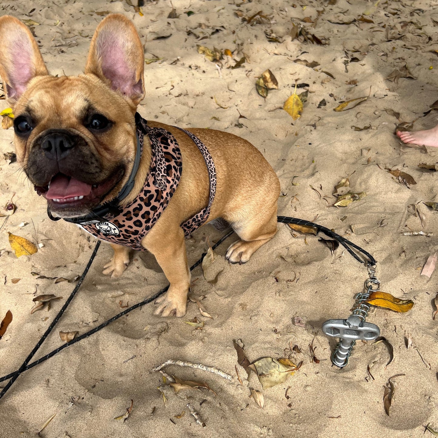 PetPeg • Single part (HP62) • Ground anchor with shock absorber for pets up to 20 kg